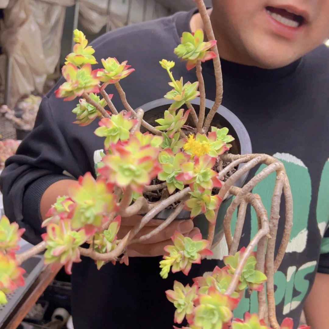 薄化妆整桩整群两颗