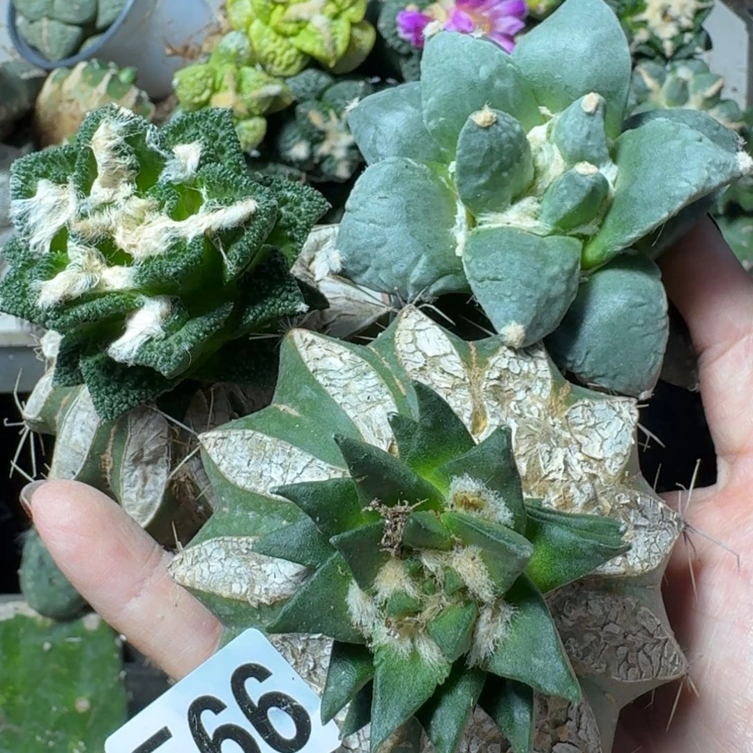 【闪购商品】无花朵福利三颗牡丹566