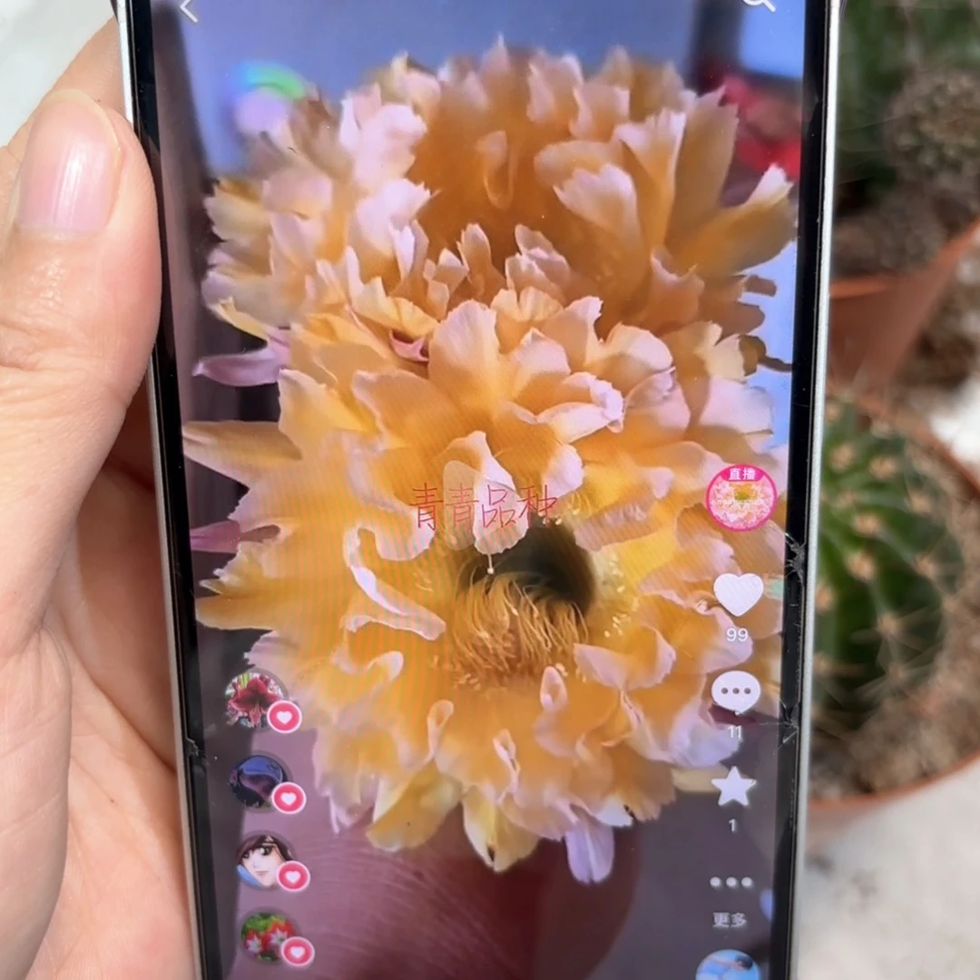 彩草黄金甲6.5公分左右