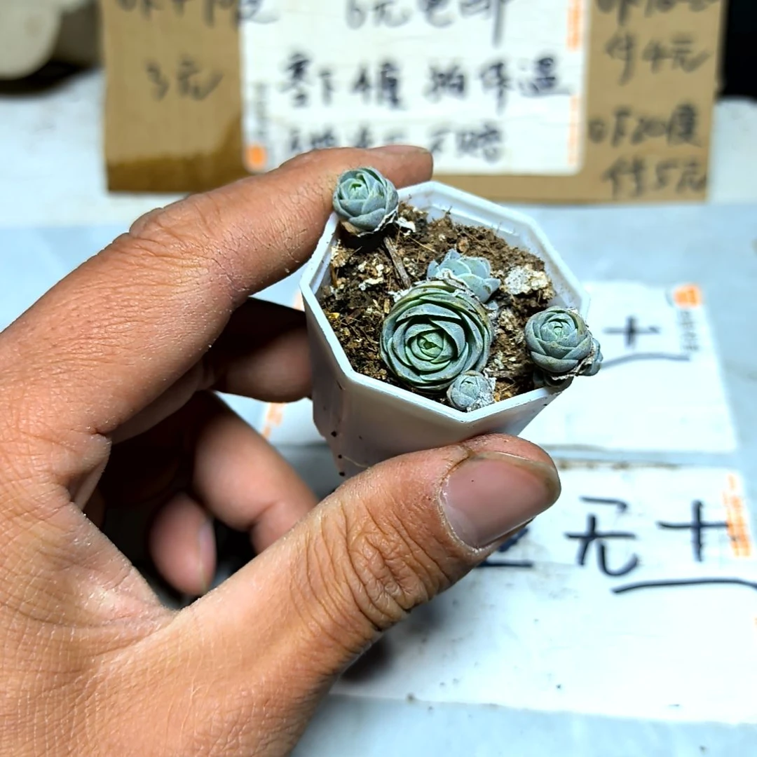 满6元包邮，子持莲华八角盆小