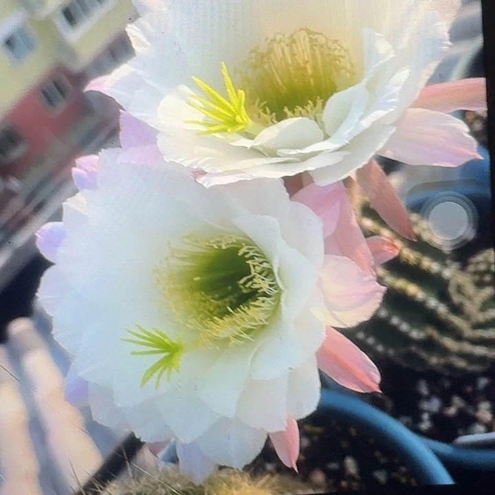无暇带根高10公分毛花柱