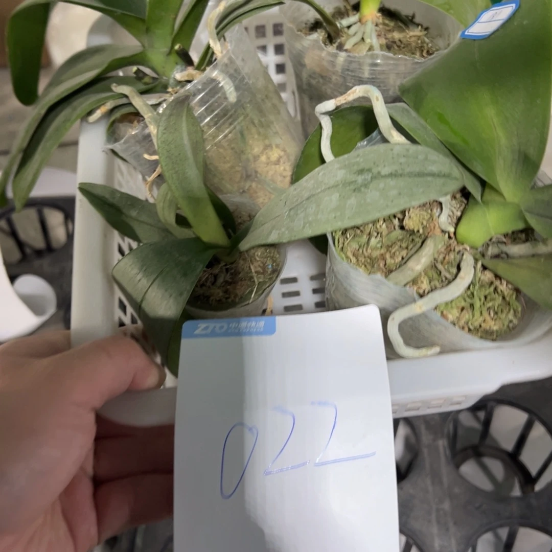 当前无花栽培后可以开花022一框四颗处理