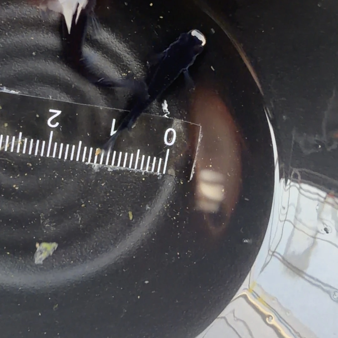 青鳉鱼观背青鳉16