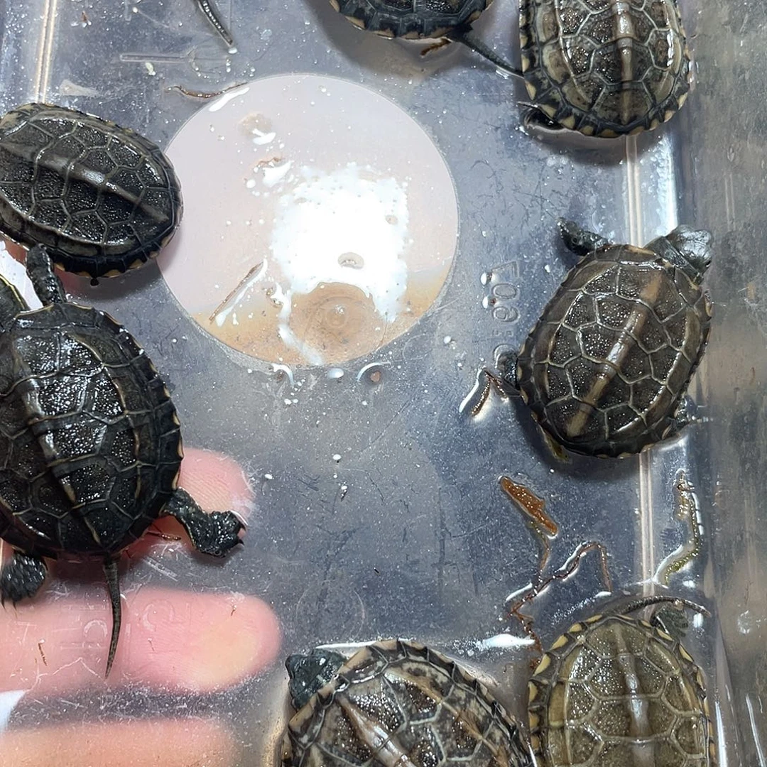 宠物龟不分公母8草个别错甲