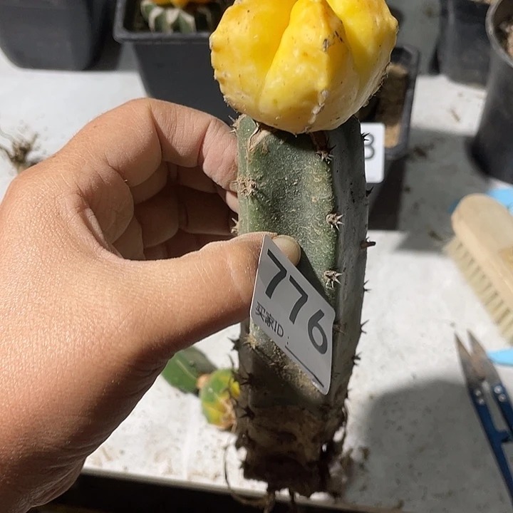 仙人球鸾锦776号一个