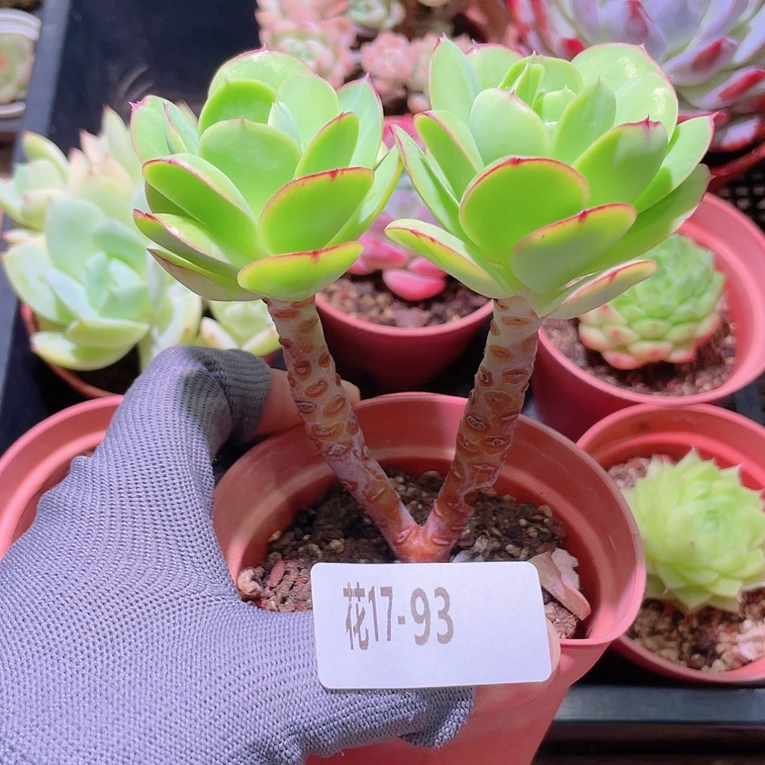 花利美17-93碧桃