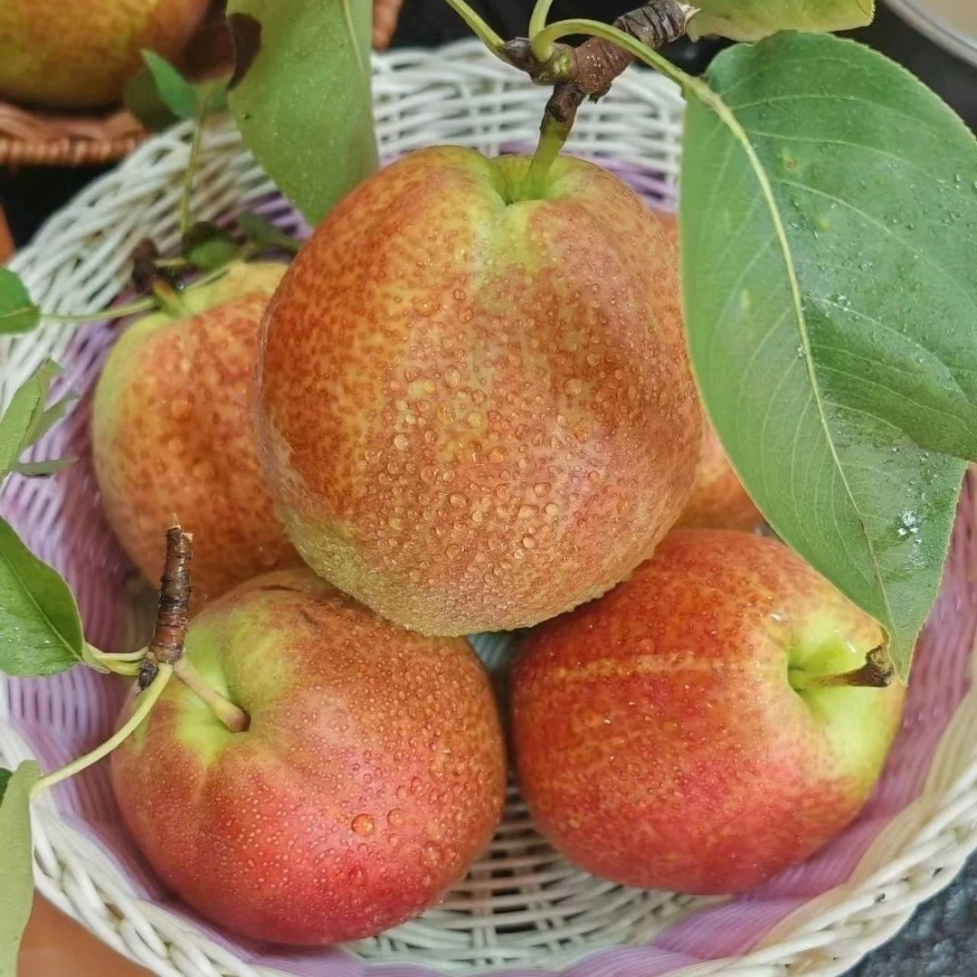 【甄选特大果】当季新鲜媚梨七号脆甜无渣现摘现发整箱批发