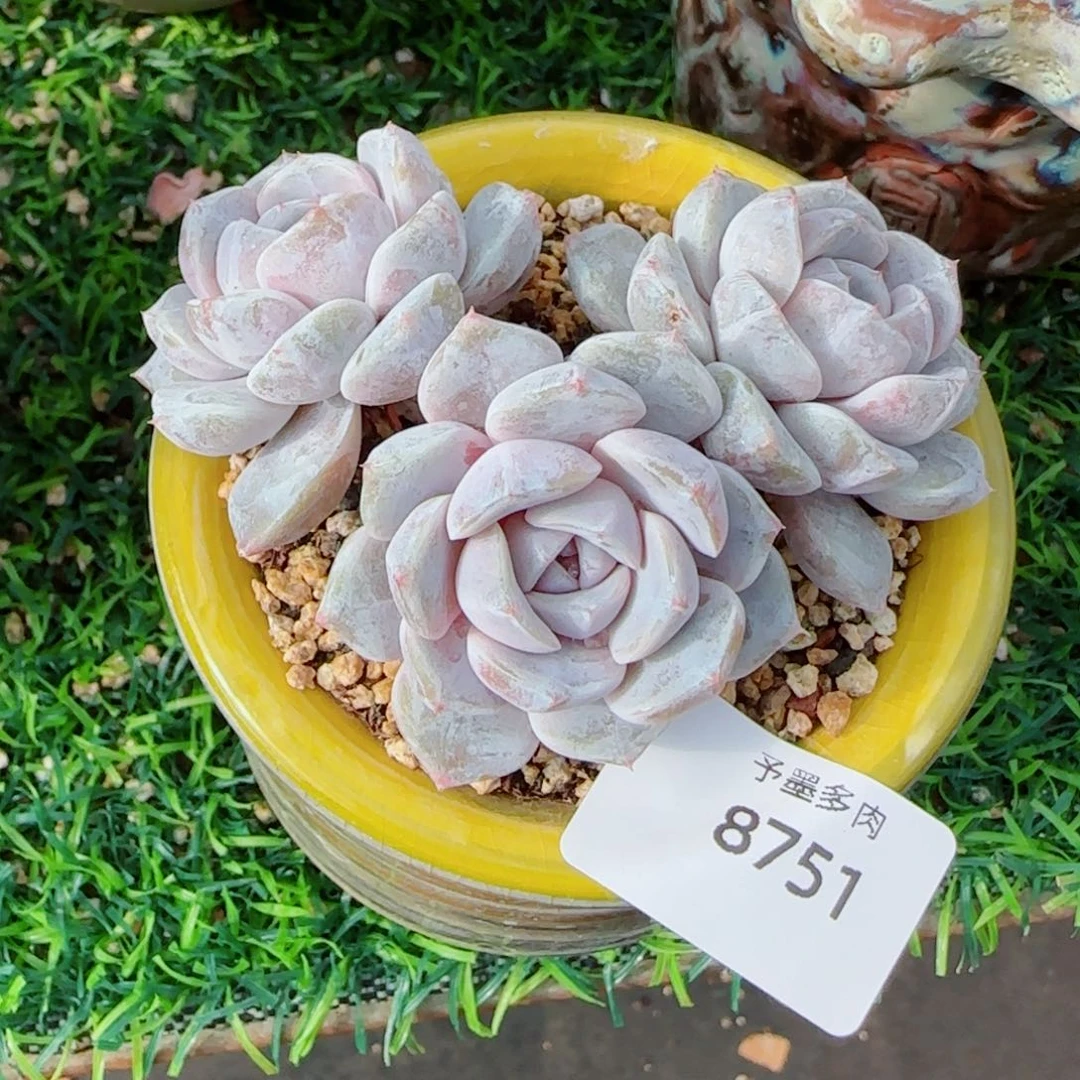 汉堡无砍，8751多肉植物