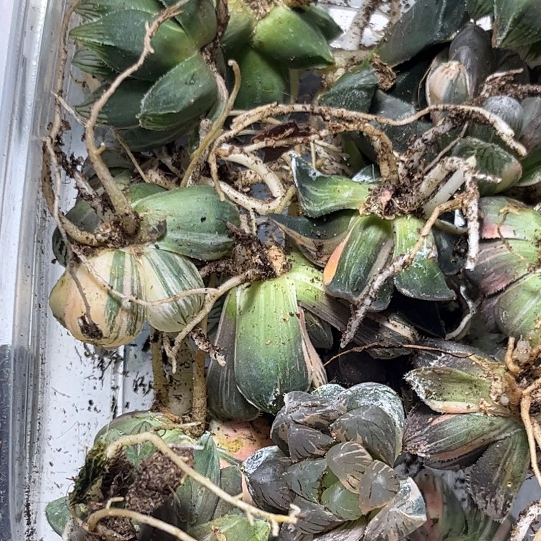 用***6恭喜发财大吉大利0324