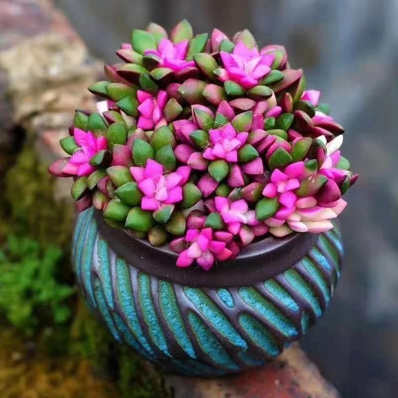 吉祥如意吹雪之松多肉植物【满15包邮】