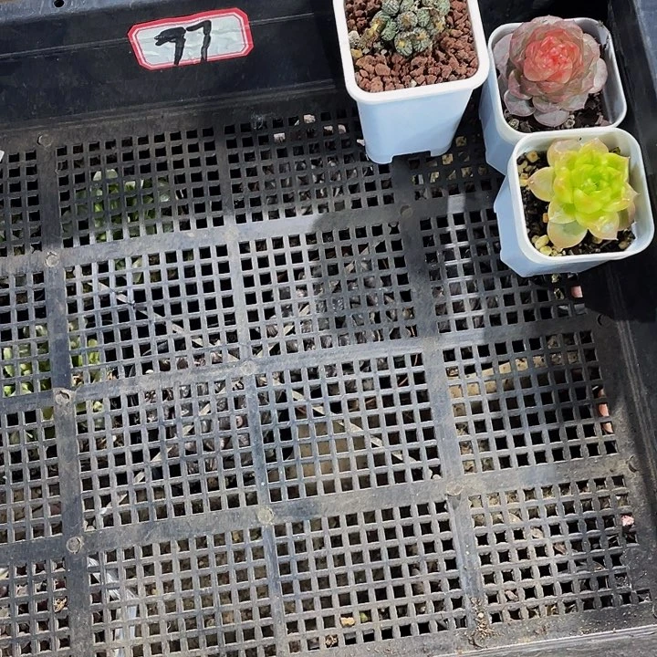 默***77号筐带盆土发货