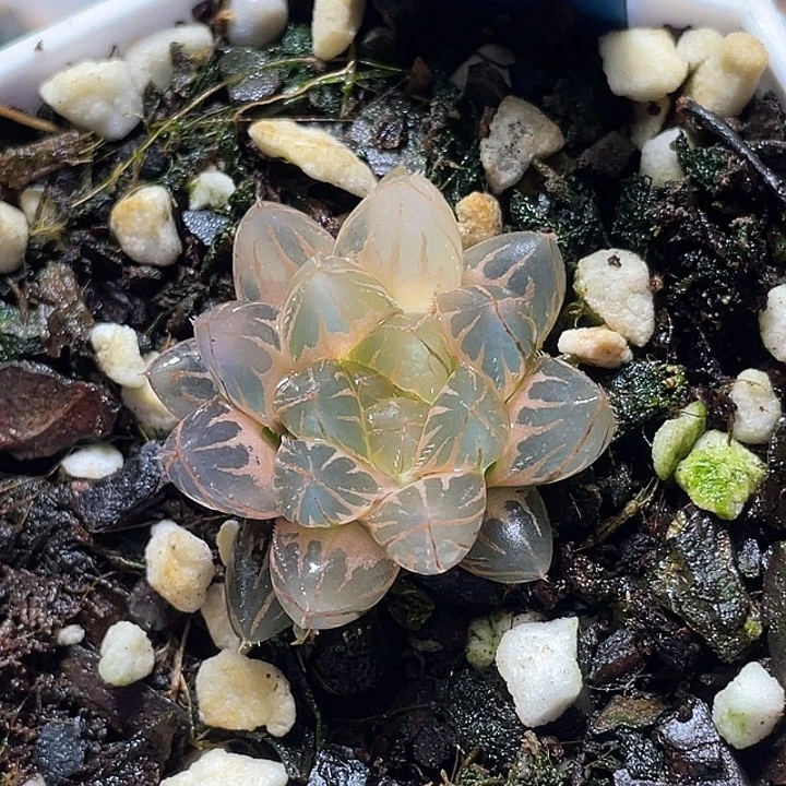 541糊斑霓虹灯锦特选福利