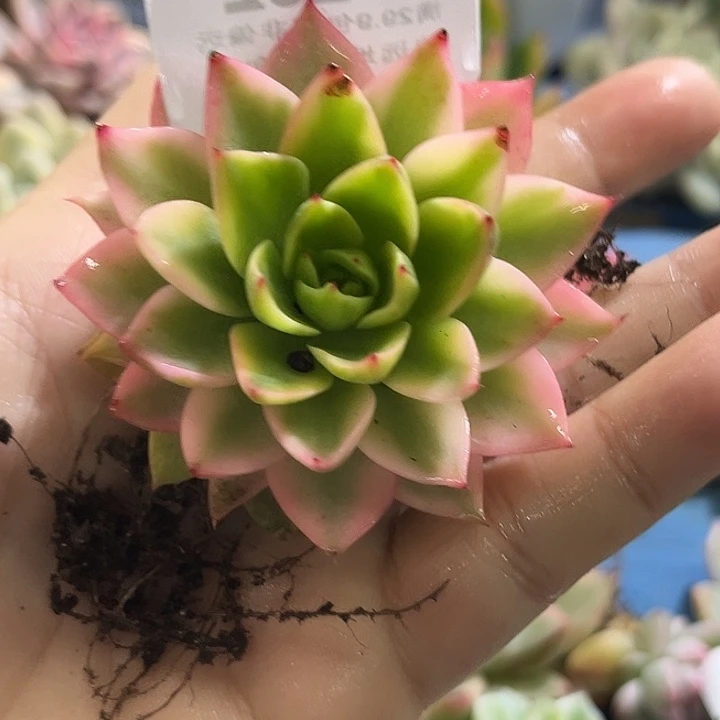 232哈密瓜锦炸多肉植物