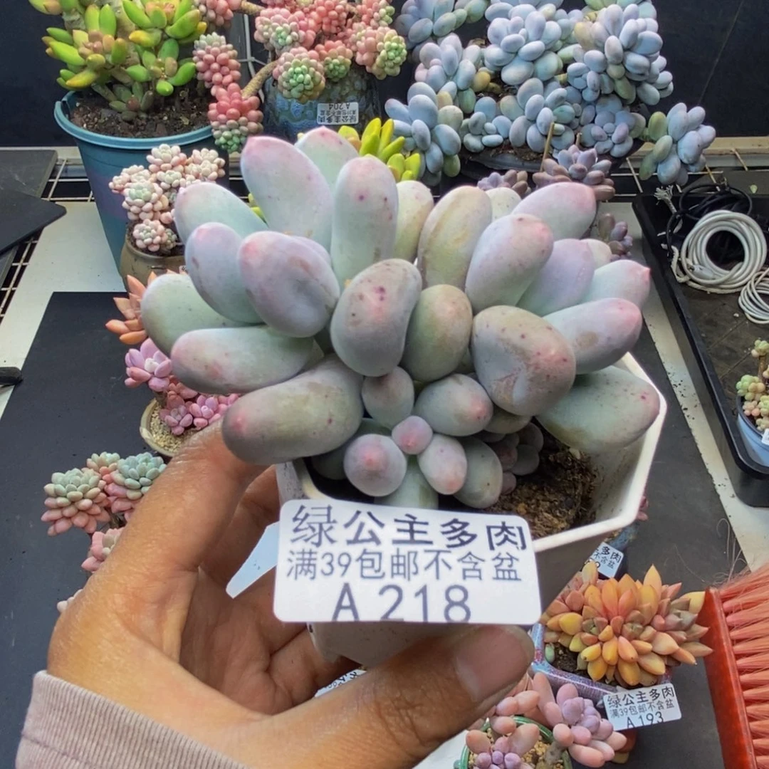 218米可奶多肉7c m