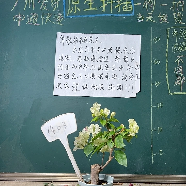 完全开放广红樱 大宝 1403