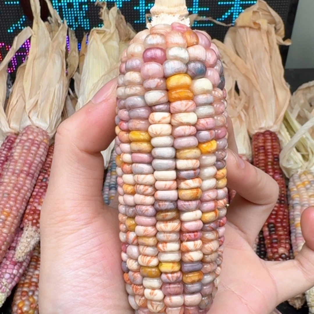 柏香籽/百香籽吊坠米*