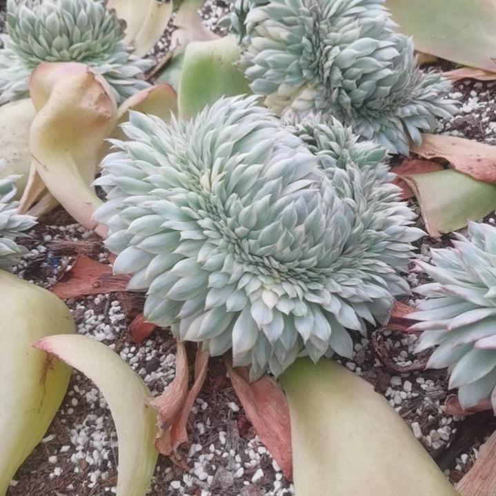 月光女神白覆轮锦缀化捌下发