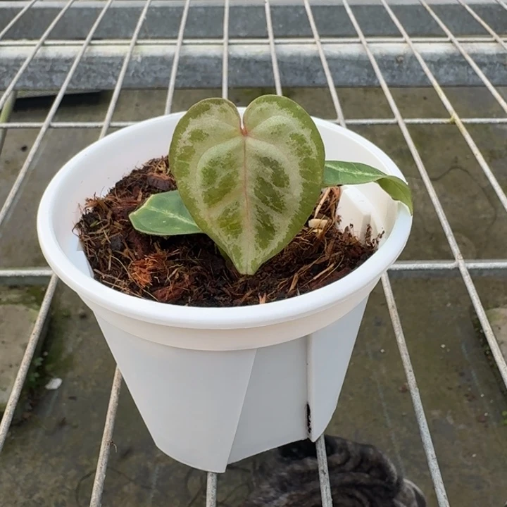 完全开放21号香槟粉杂