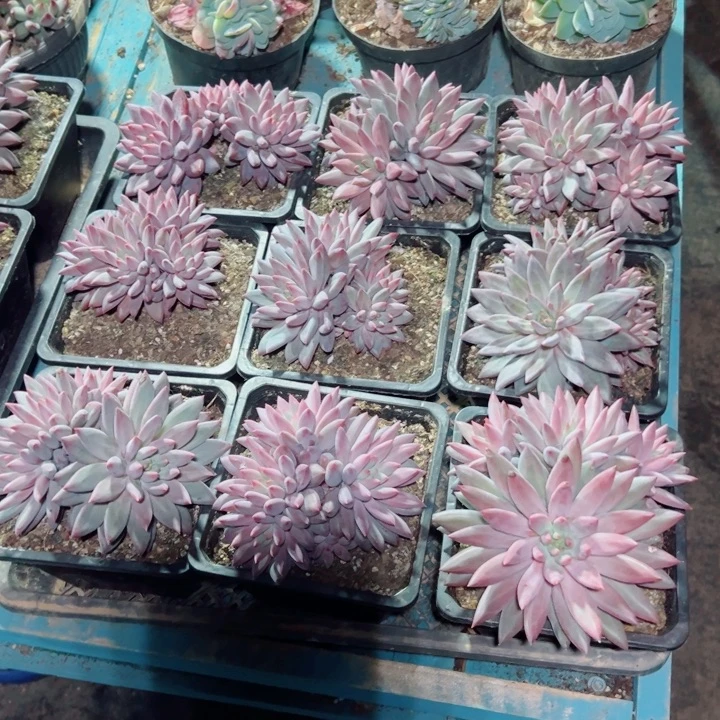 精品多肉植物老桩随机发一棵羽毛钻石虞美人