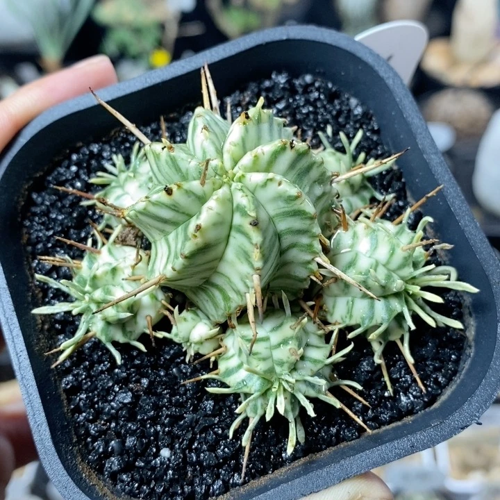 325号实生斑马锦群生6.5cm