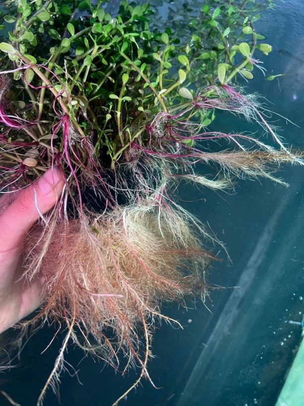 瓜子对叶豆掰对叶净化水质好养易活淡水鱼缸造景水族装饰水草
