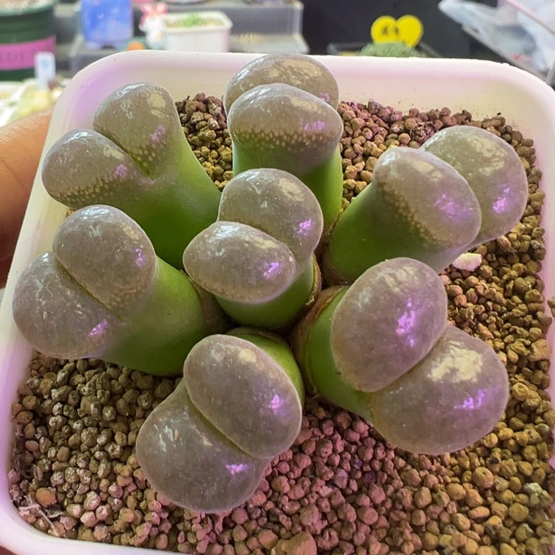 大漂亮群生 头锥植物