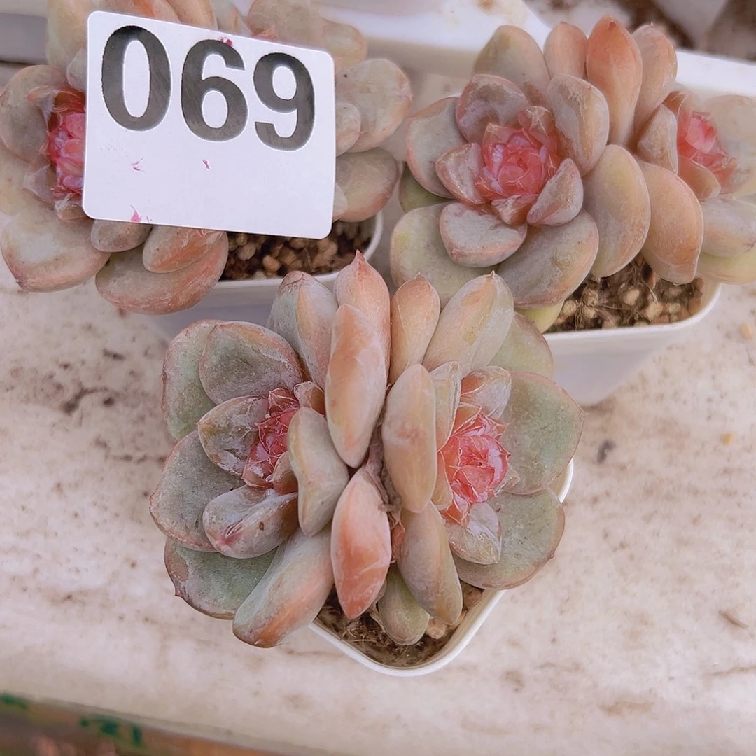 欣***悦069一物一拍3颗多肉