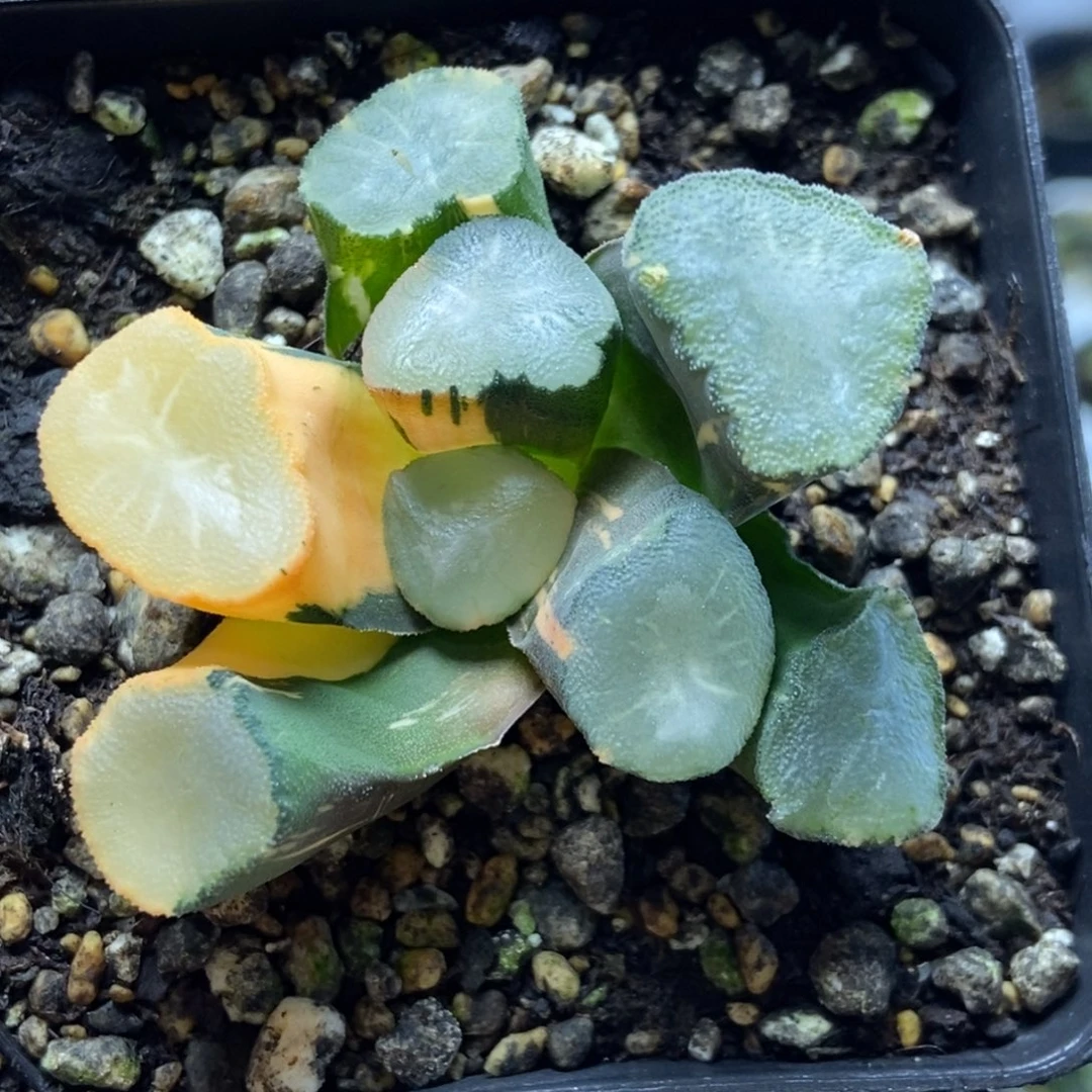 特价山支翠锦一物一拍