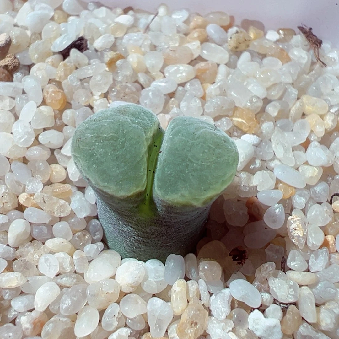 1029-895多肉多肉绒