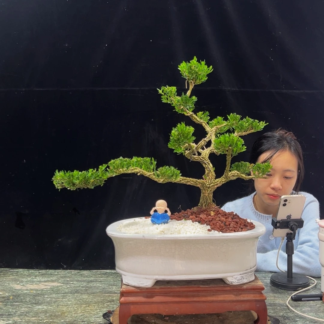 无花朵广东黄杨四季常青