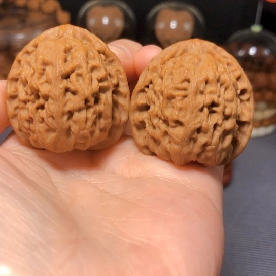 高端野生小众：麒麟甲