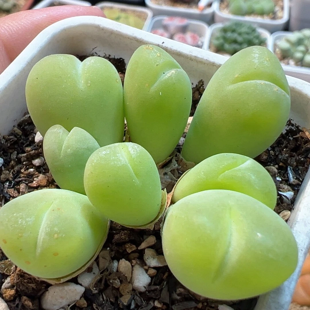 085多肉植物种类多样