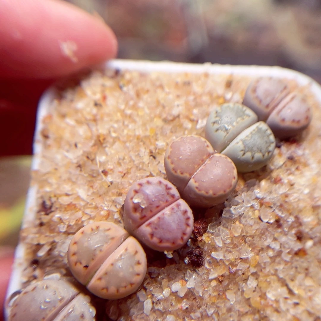 322好带盆盆包邮发货