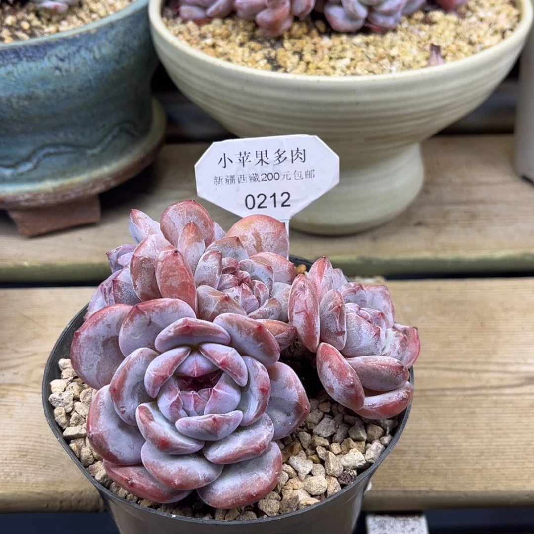 绿底紫心212/12cm5头