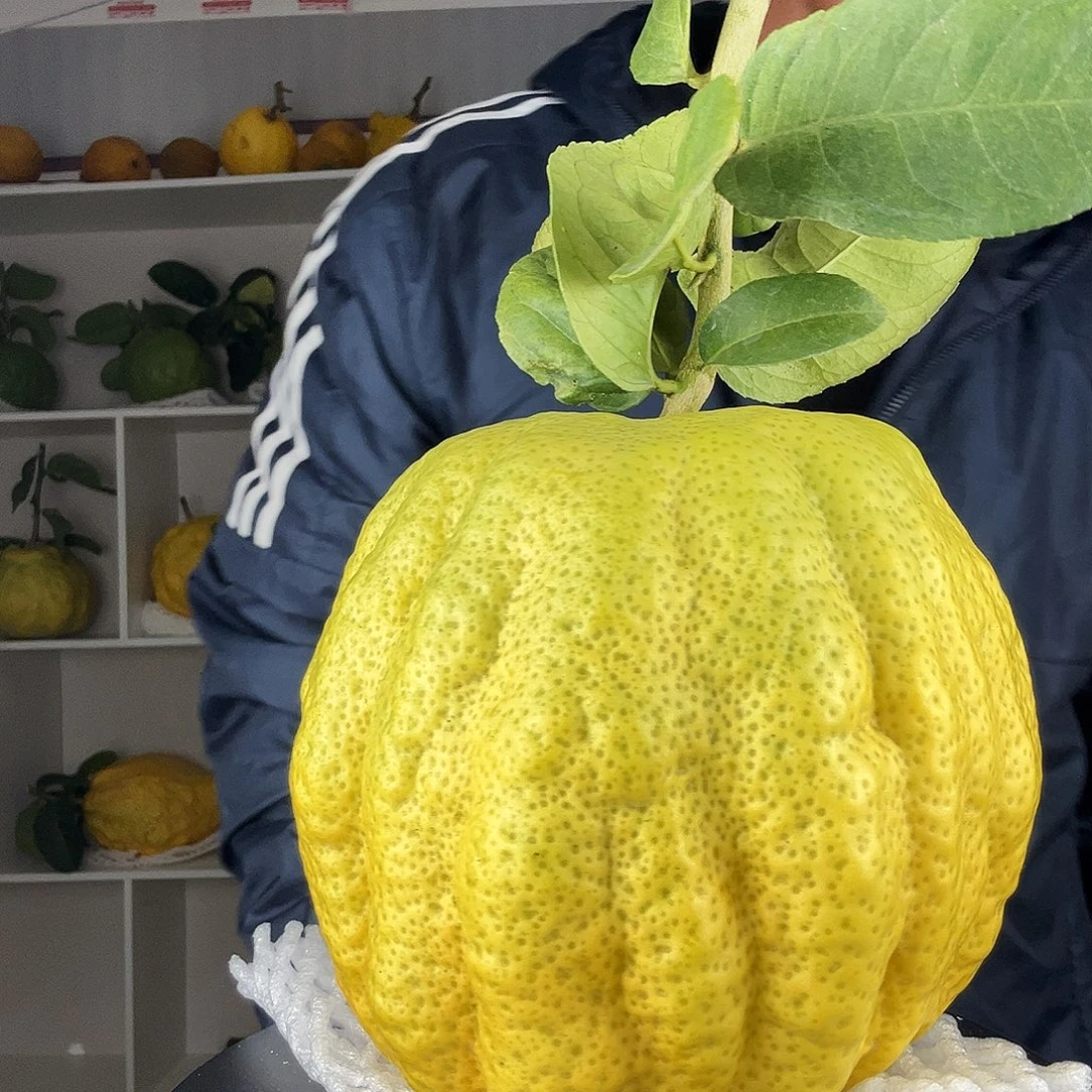 天***尺香水柠檬云南高山大香橼