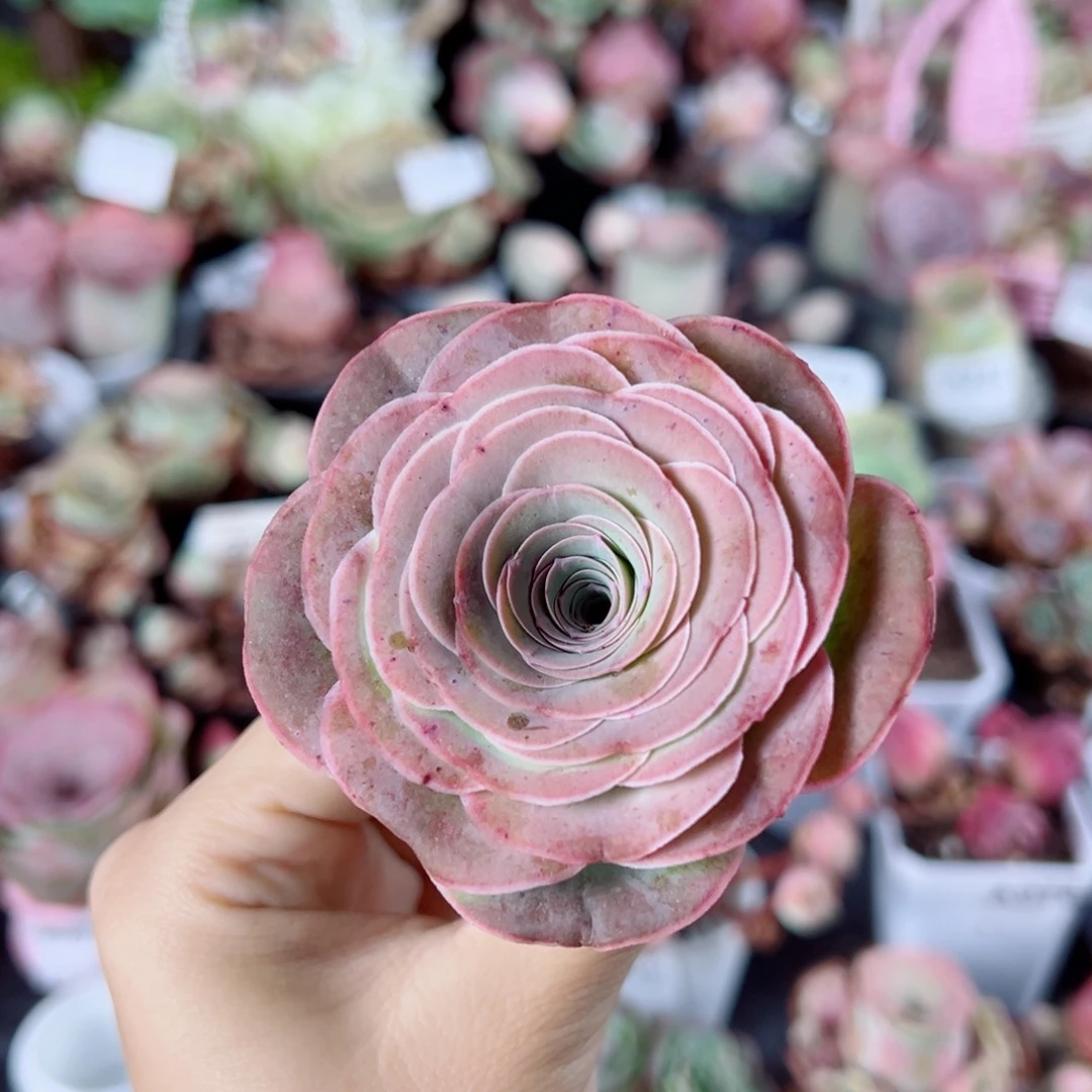 226红棕玫瑰单棵。