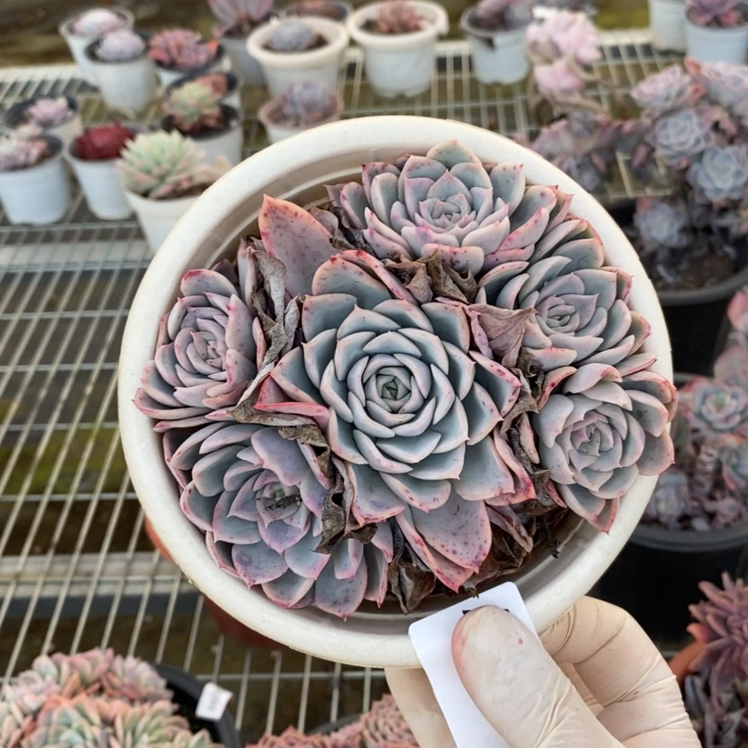 127约瑟琳一物一拍