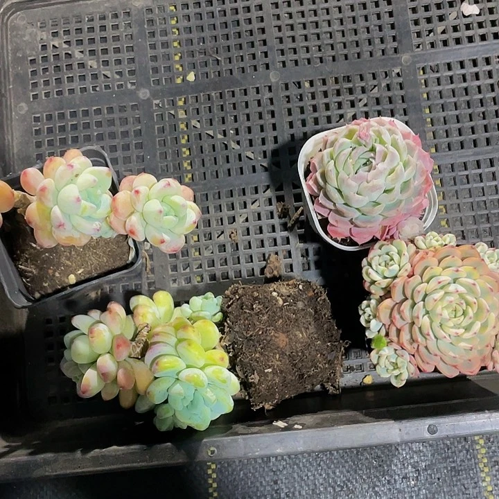 小***雨29号筐带盆土发货