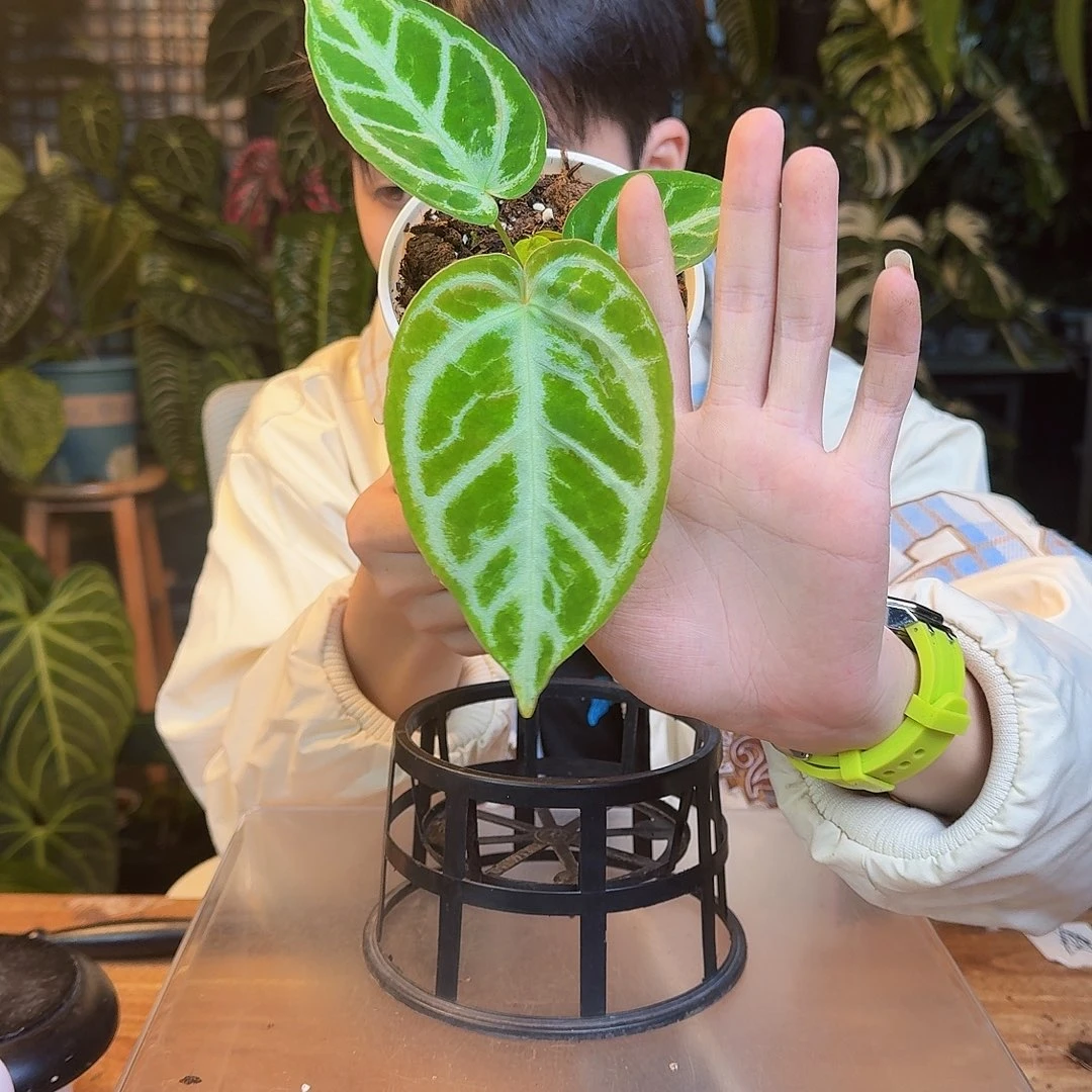 完全开放K193skg银杂撕裂纹