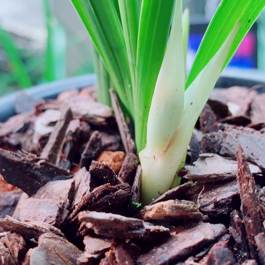 当前无花栽培后可以开花