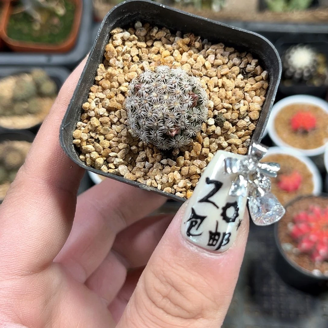 W*24893一物一拍单头