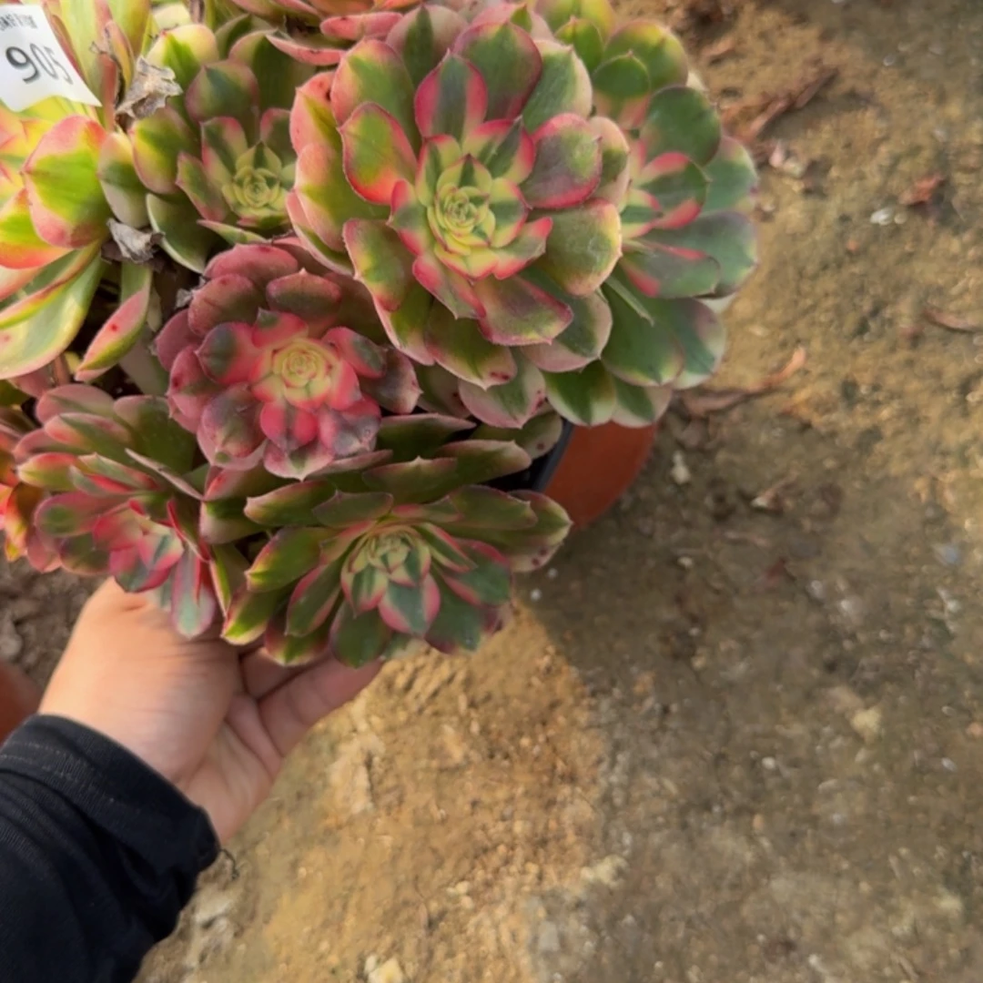 905荔枝。多肉植物