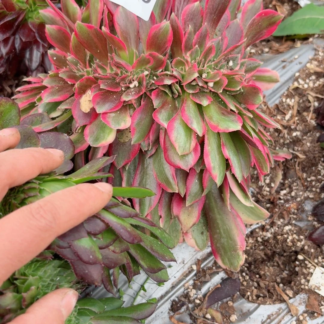 嗯8778 号多肉法师特价