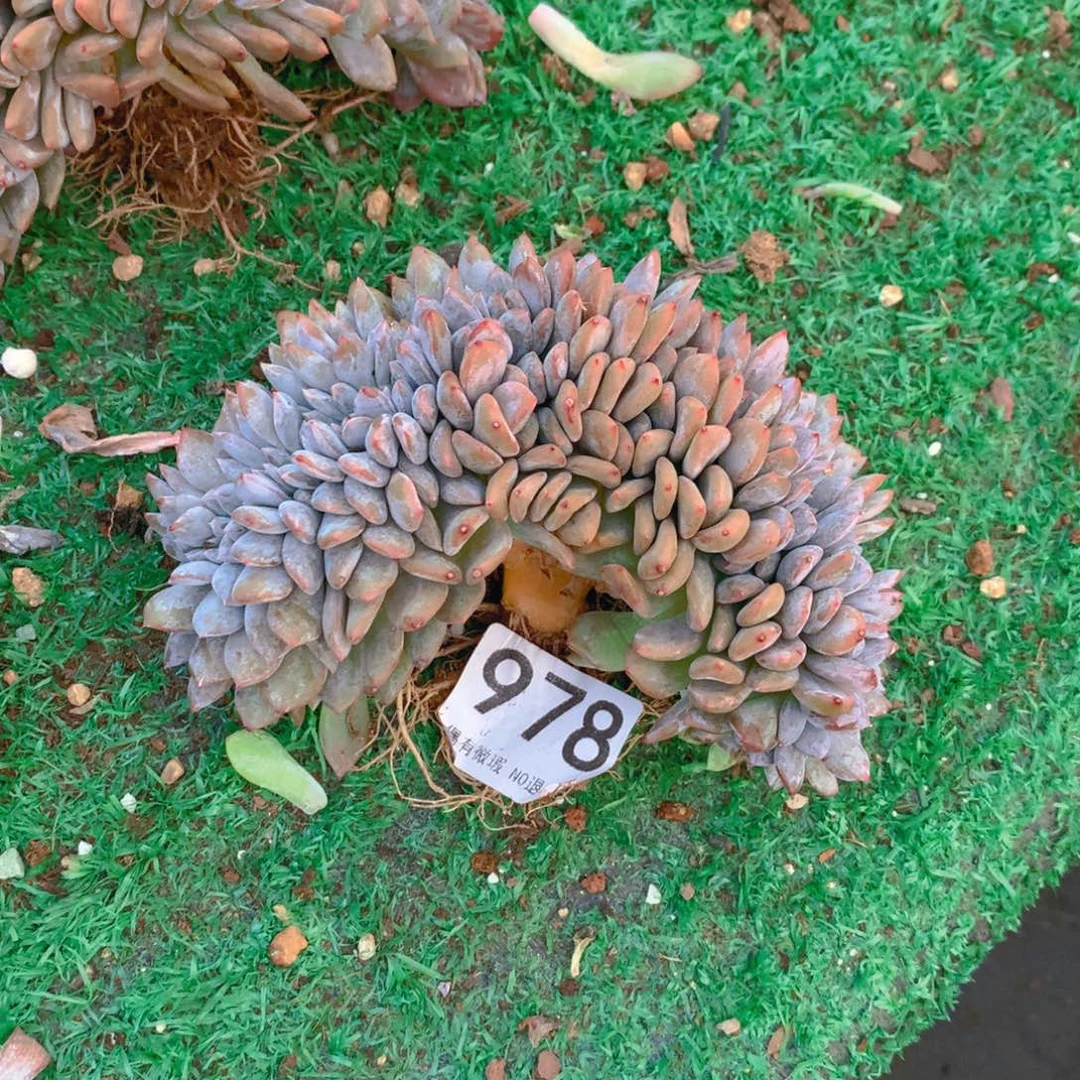 978橙子11111111111