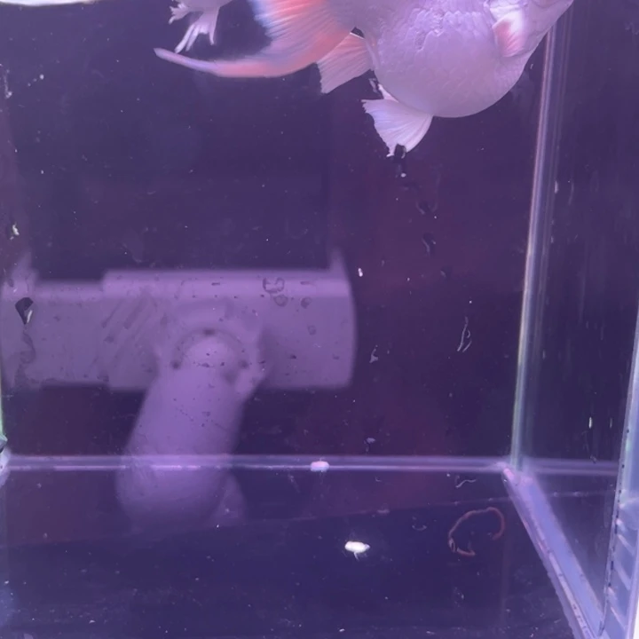 荼***匪精品玛丽球瓷白2母