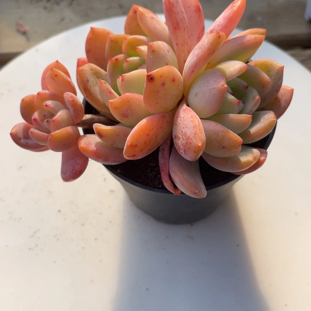 2206  全明星  六月六