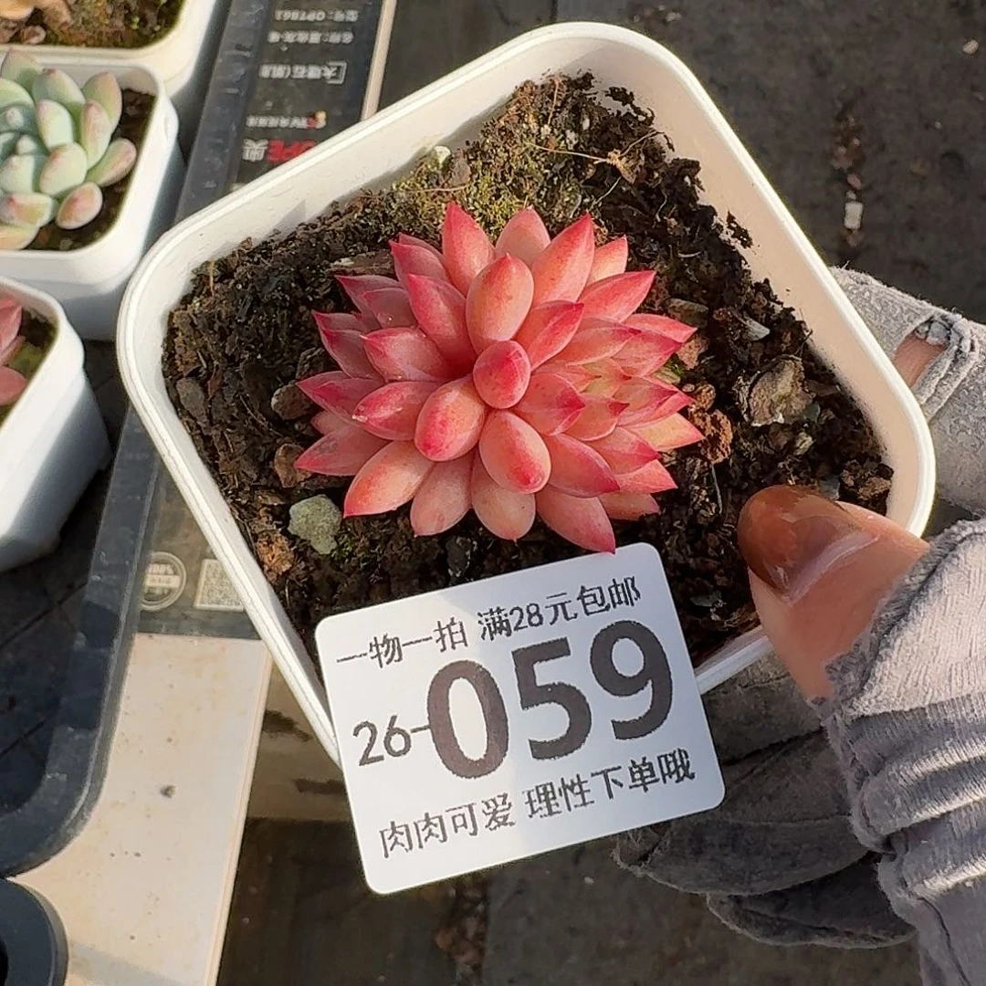 金鱼姬无盆土发货无