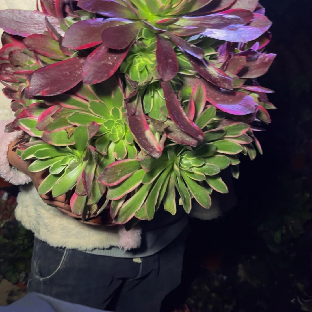 13多肉植物一物一拍
