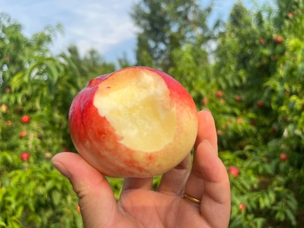 【顺丰/京东包邮】砀山新鲜现摘白肉脆油桃脆甜可口当季水果