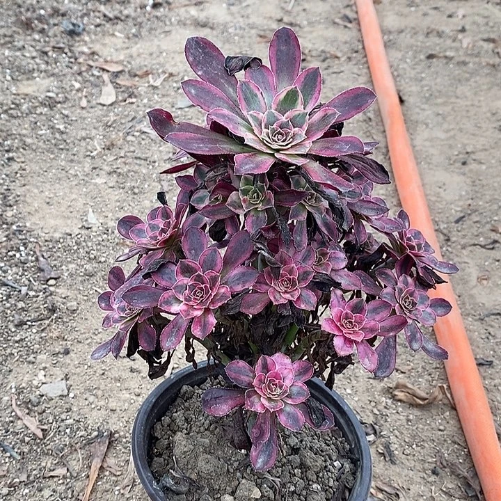 香奈儿多肉植物023